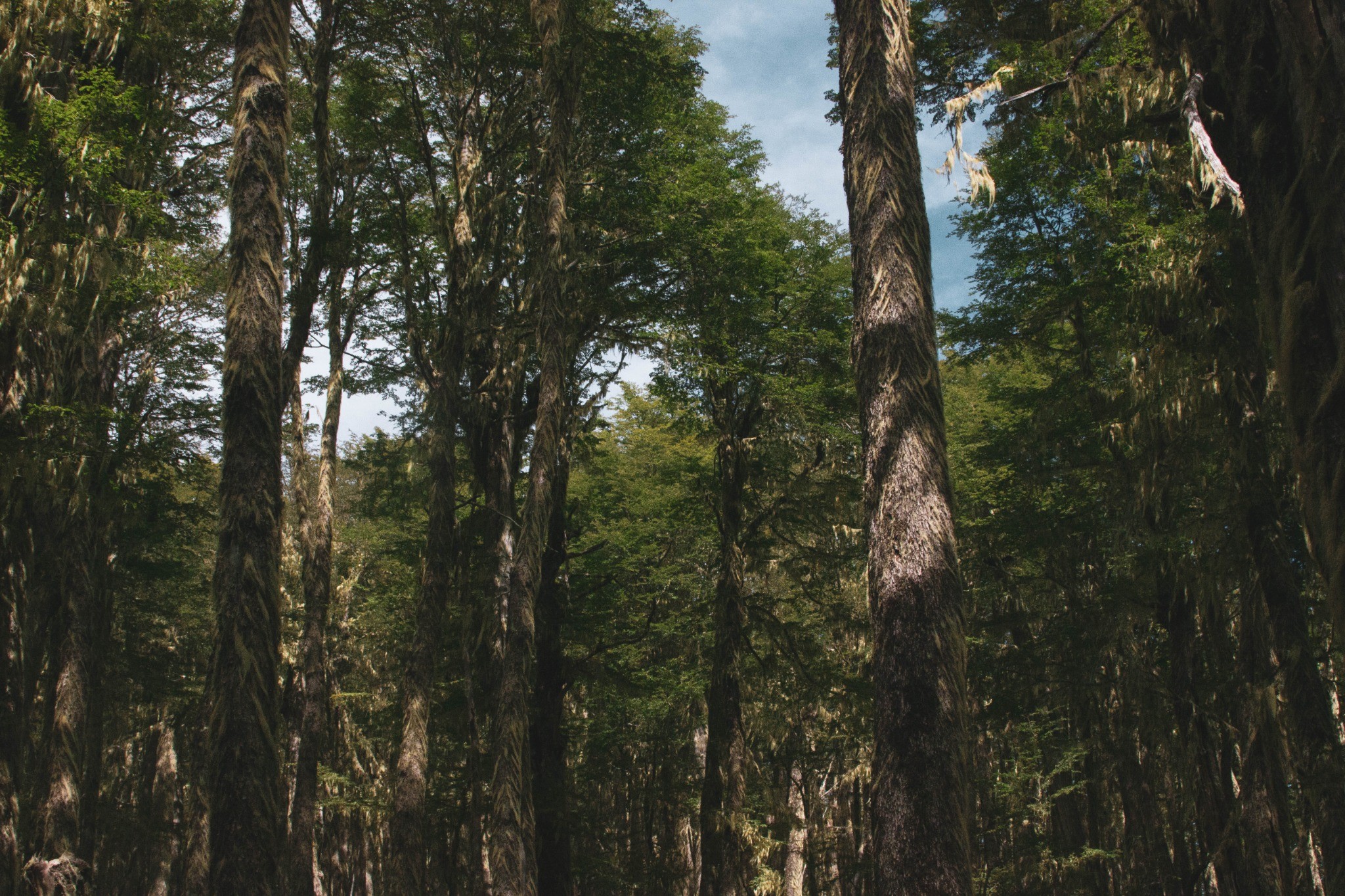 Bosque de la Patagonia